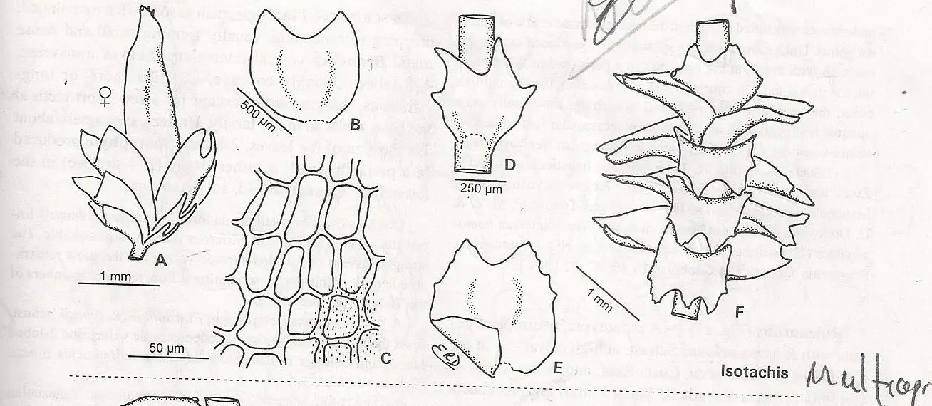 ISOTACHIS%2BMULTICEPS%2BA0001.jpg