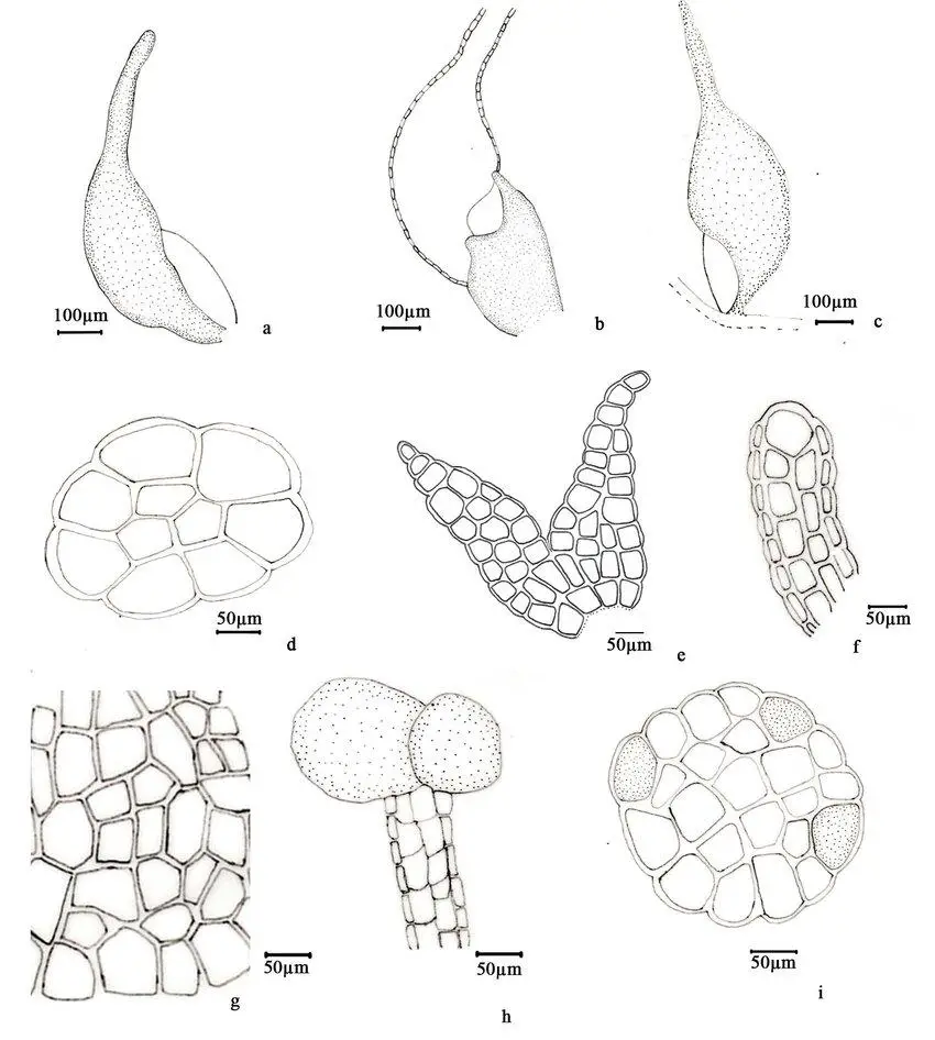 Illustration-Colura-calyptrifolia-Colura-calyptrifolia-Hook-Dumort-a-Leaf-lobe.jpg
