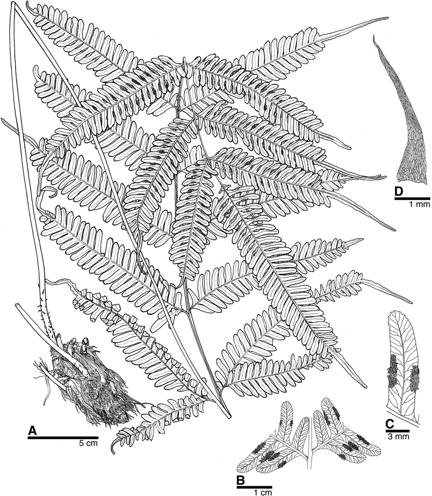 Illustration-of-Pteris-borneensis-YSChao-sp-nov-based-on-the-holotype-A-Habit.png