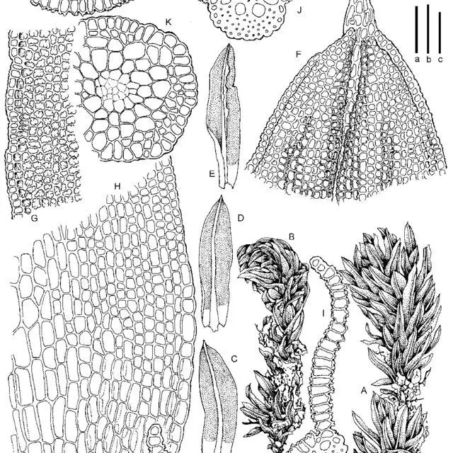 Illustration-of-Trichostomum-antillarum-from-type-A-Habit-moist-B-Habit-dry-C-E_Q640.jpg