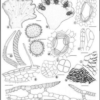 Illustrations-of-Cyathodium-aureonitens-Griff-Mitt-a-b-Dorsal-and-ventral-views_Q320.jpg