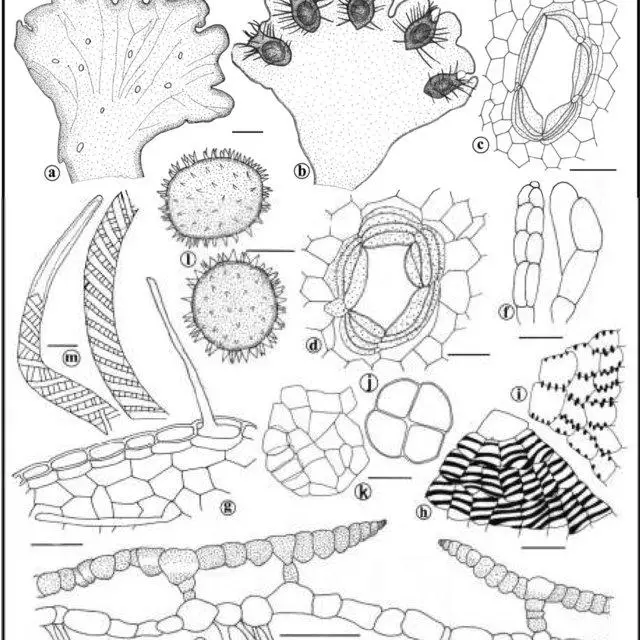 Illustrations-of-Cyathodium-aureonitens-Griff-Mitt-a-b-Dorsal-and-ventral-views_Q640.jpg