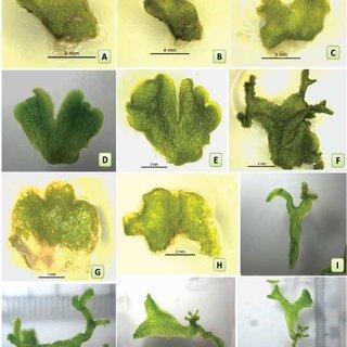 In-vitro-propagation-of-liverwort-Wiesnerella-denudata-Mitt-Steph-Growth-during_Q320.jpg