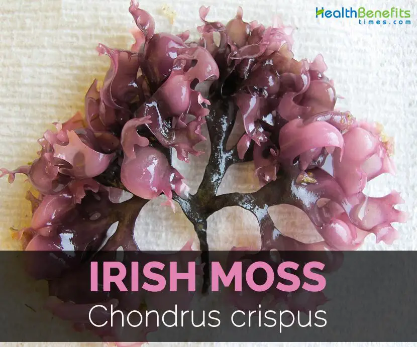 Irish-moss-Chondrus-crispus.jpg