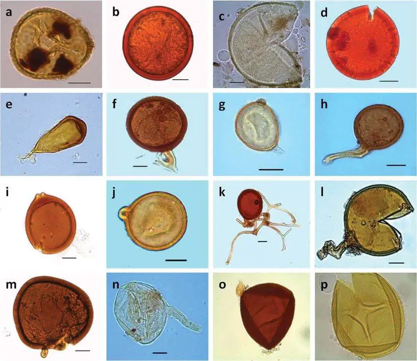 Isolated-AMF-species-from-F-vestita-rhizosphere-soils-a-Acaulospora-foveata-b-A.jpg