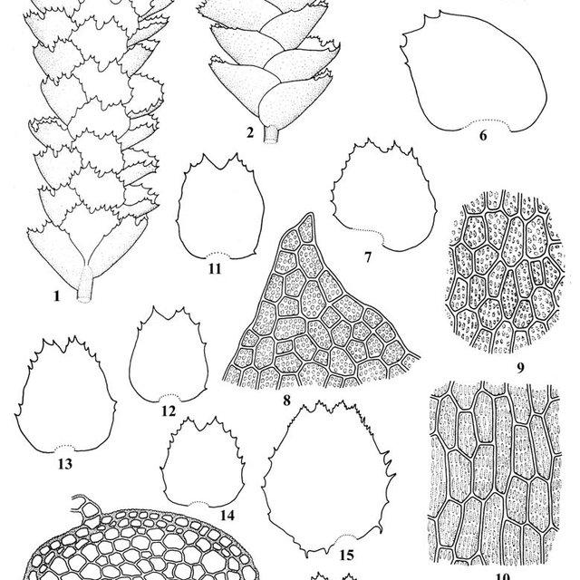 Isotachis-japonica-Steph-1-A-portion-of-plant-in-ventral-view-2-The-same-in-dorsal_Q640.jpg