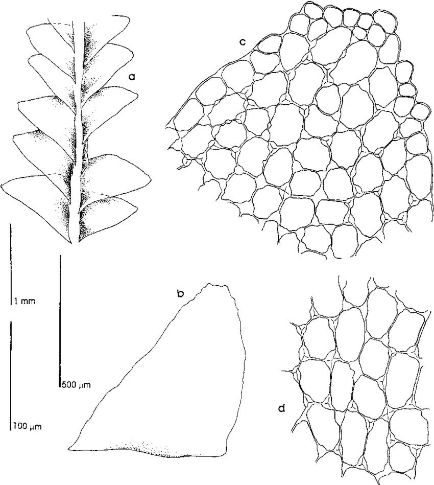 Jackiella-singapurensis-Schiffn-from-Juslen-719-a-Habitb-Leaf-c-Leaf-d-Cells.png