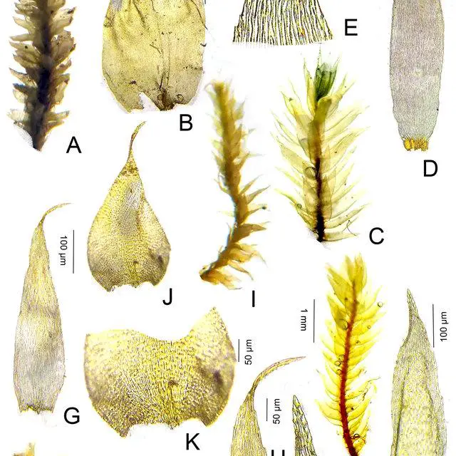 Jaegerina-scariosa-A-Gametophyte-B-Leaf-Potamium-lonchophyllum-C-Gametophyte-D_Q640.jpg