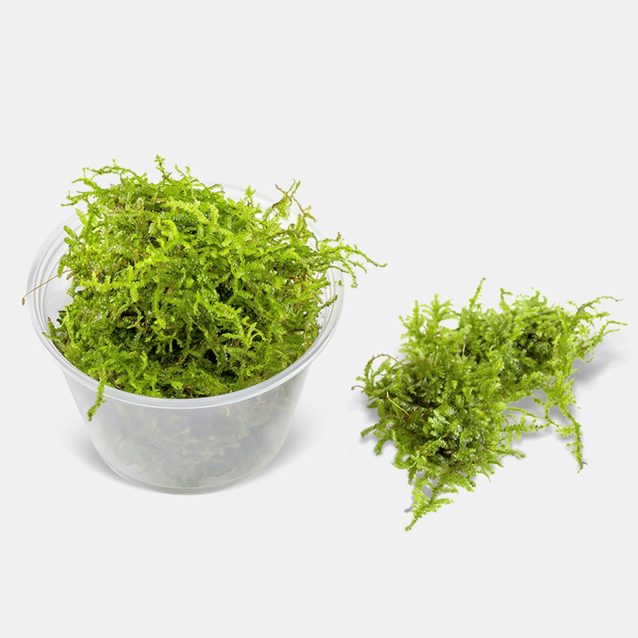 Java_Moss_1.4_lb_6669_copy__12915.1569182629__55617.1584492932.jpg