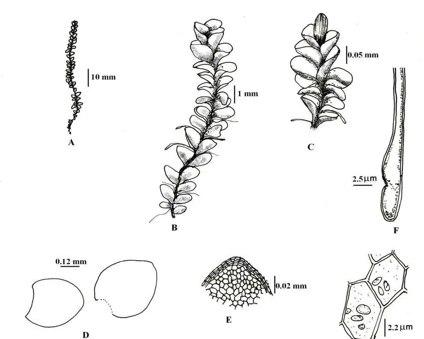 Jungermannia-exertifolia-Steph-Pradhan-235-A-habit-B-the-sterile-plant-enlarged.jpg