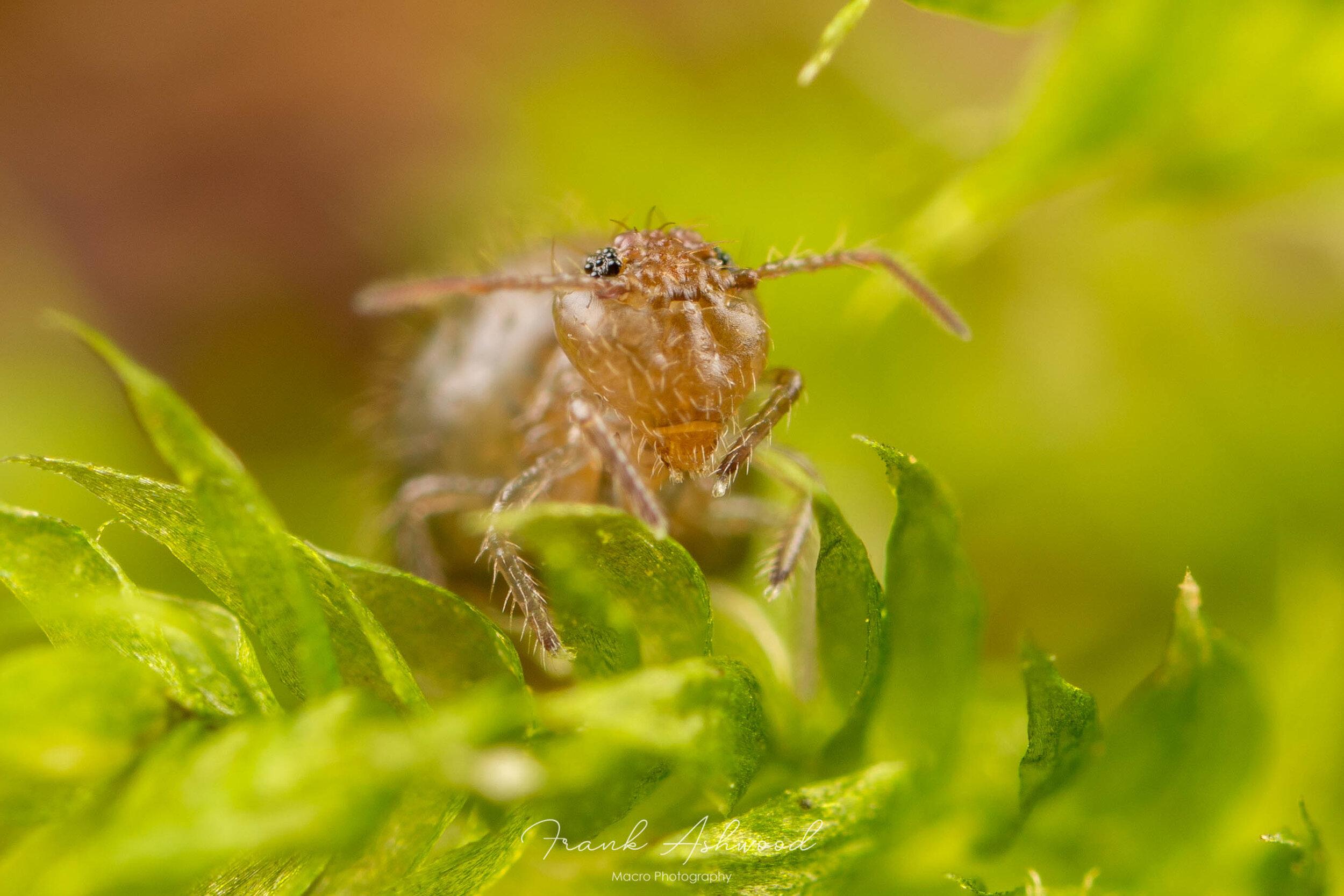 Juvenile+Allacma+fusca.jpg