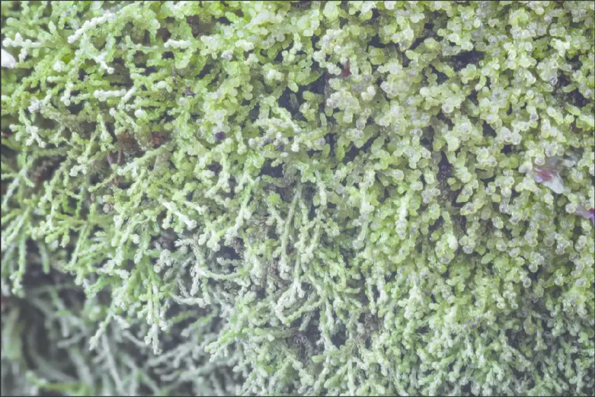 Kurzia-trichoclados-a-small-and-pleasantly-sweet-aromatic-liverwort-that-can-be-sniffed.png