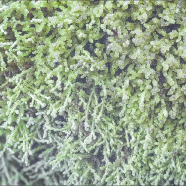 Kurzia-trichoclados-a-small-and-pleasantly-sweet-aromatic-liverwort-that-can-be-sniffed_Q640.jpg