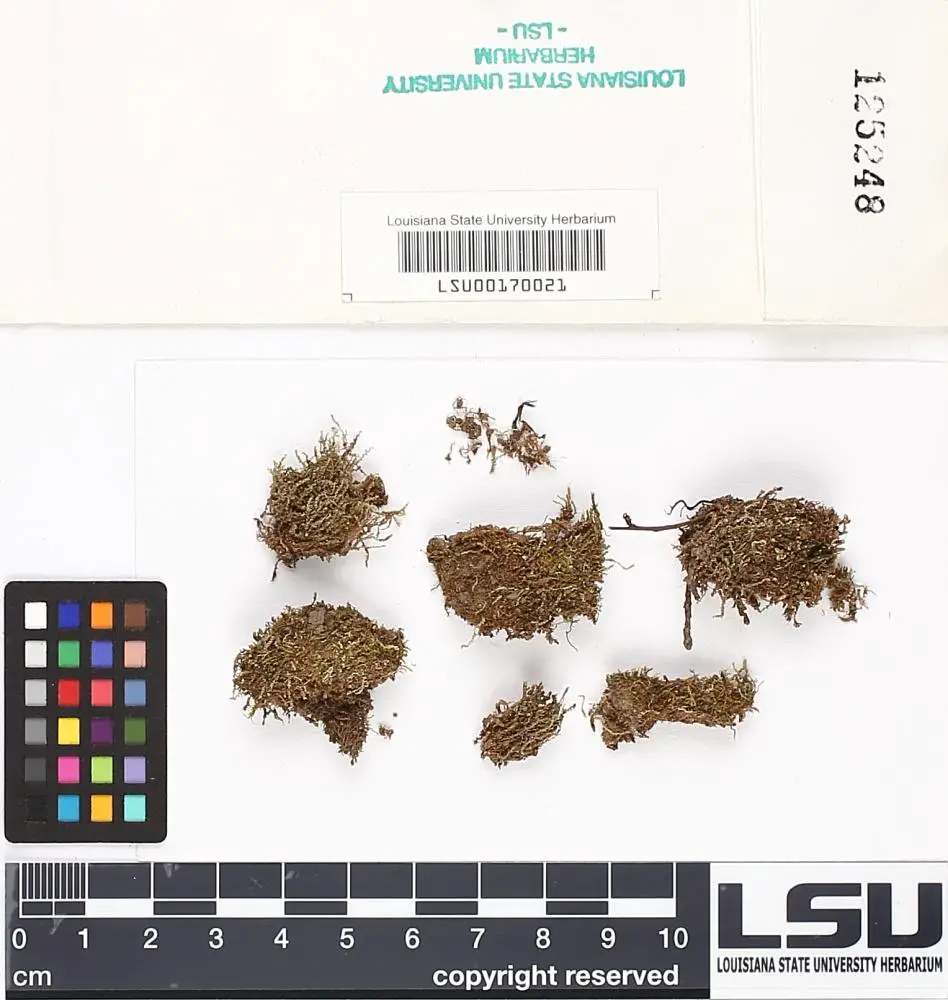 LSU00170021_5_L.JPG