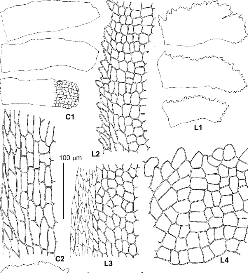 Lamellae-on-lateral-view-1-4-and-areolation-of-leaf-margin-showing-rhombic-cells-in.png