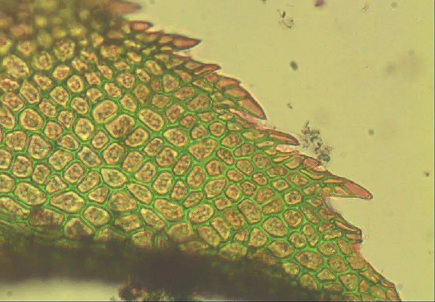 Leaf-apex-of-Leptodontium-viticulosoides-The-collenchymatous-internal-cell-walls-are.jpg