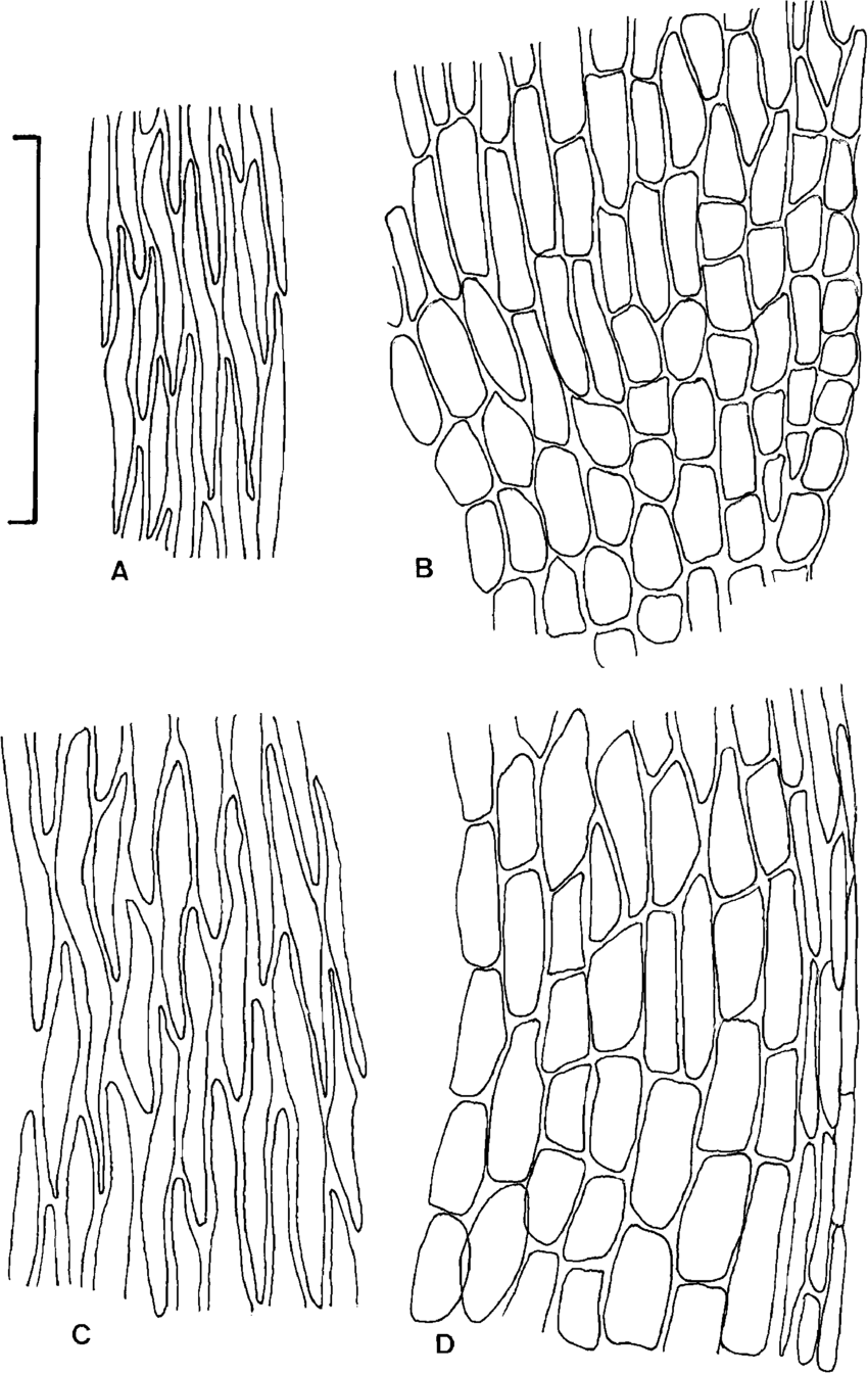 Leaf-cells-of-Anomobryum-concinnatum-Spruce-Lindb-A-and-B-and-Anomobryum-bavaricum.png