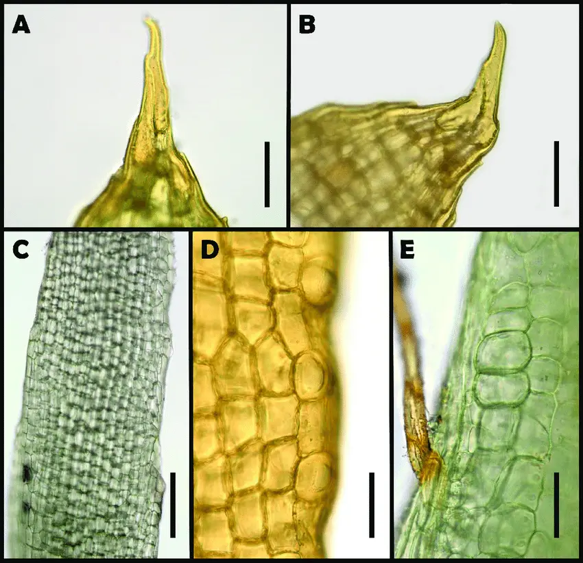 Leaf-characters-of-Octoblepharum-benitotanii-Salazar-Allen-Chantanaorr-sp-nov-A-B.png