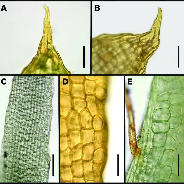 Leaf-characters-of-Octoblepharum-benitotanii-Salazar-Allen-Chantanaorr-sp-nov-A-B_Q640.jpg