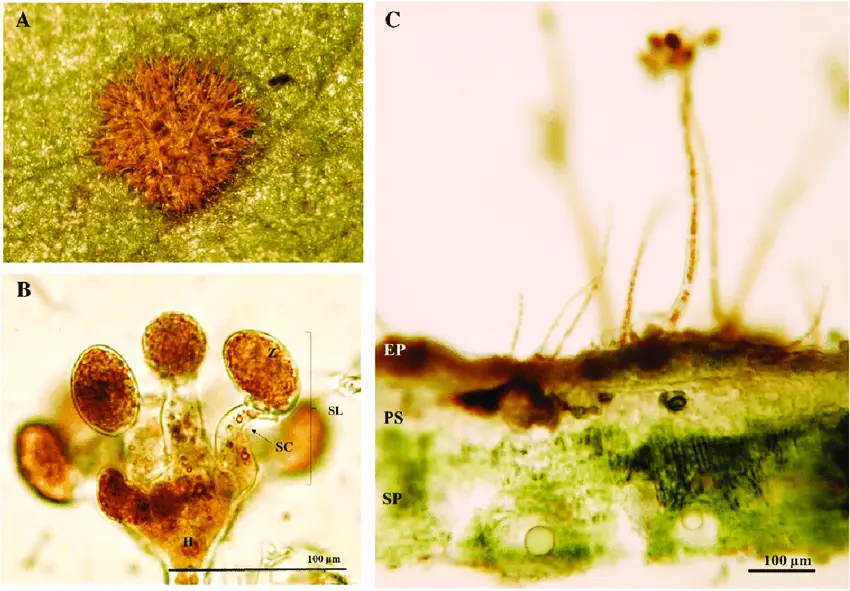 Leaf-lesions-caused-by-Cephaleuros-virescens-on-Psidium-guajava-A-Orange-alga-thalli-of.png