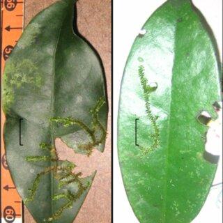Leaves-colonized-by-Crossomitrium-patrisiae-from-the-Ecological-Station-Murici-Northeast_Q320.jpg