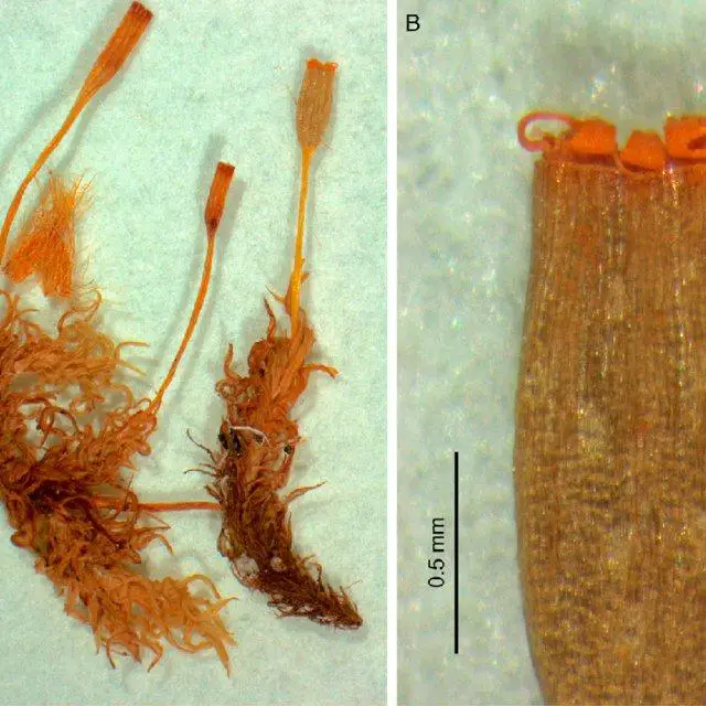 Lectotype-of-Ulota-macrodontia-Dusen-ex-Malta-sheet-S-B57812-A-Lectotype-B-Detail_Q640.jpg