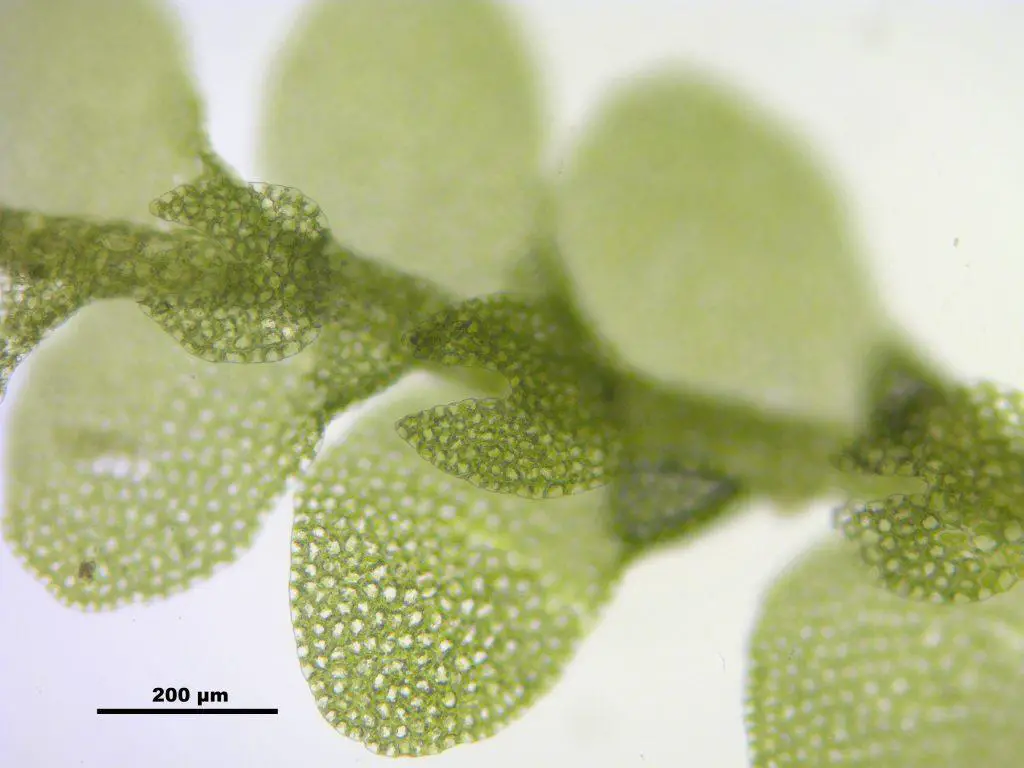 Lejeunea-cavifolia-underleaves-1024x768.jpg
