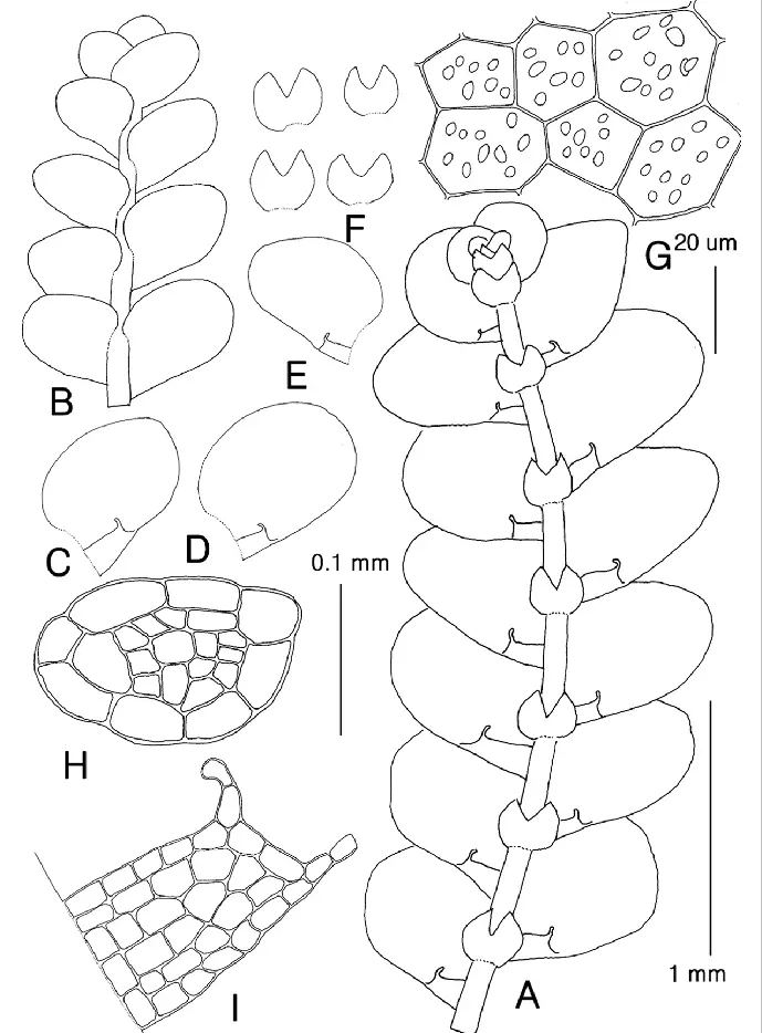 Lejeunea-otiana-SHatt-A-plant-ventral-B-plant-dorsal-C-E-leaves-F.png