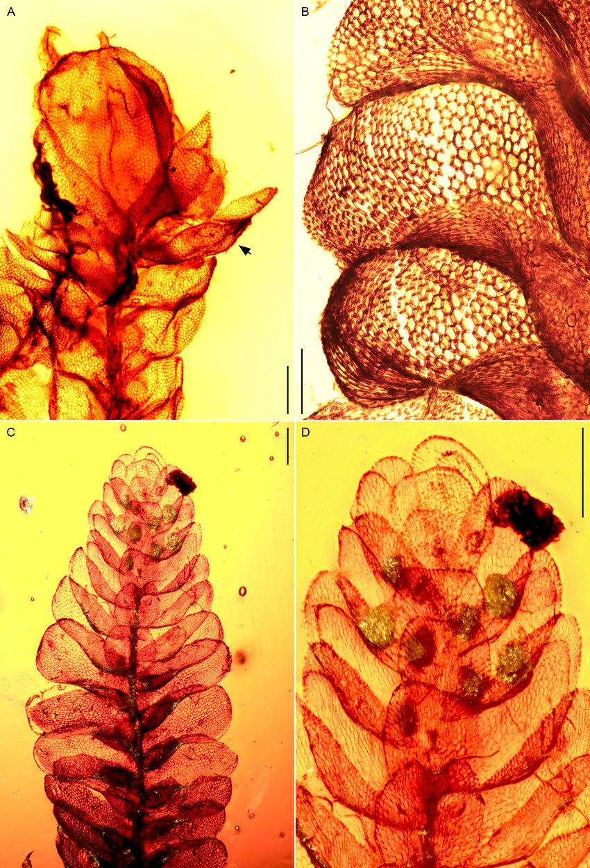Lejeuneaceae-subfam-Ptychanthoideae-A-D-Spruceanthus-extinctus-from-Mexican-amber-A.jpg
