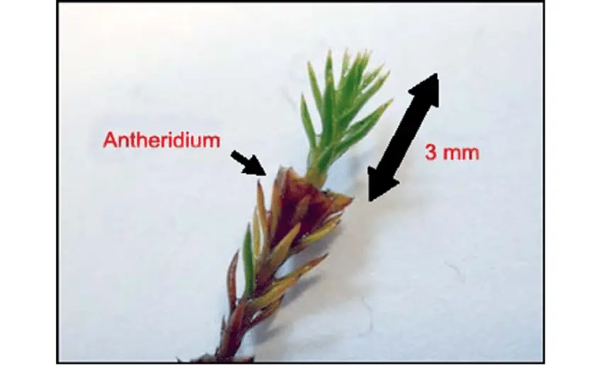 Length-growth-of-male-gametophyte-moss-plant-of-Polytrichum-hyperboreum-after-the-last.png