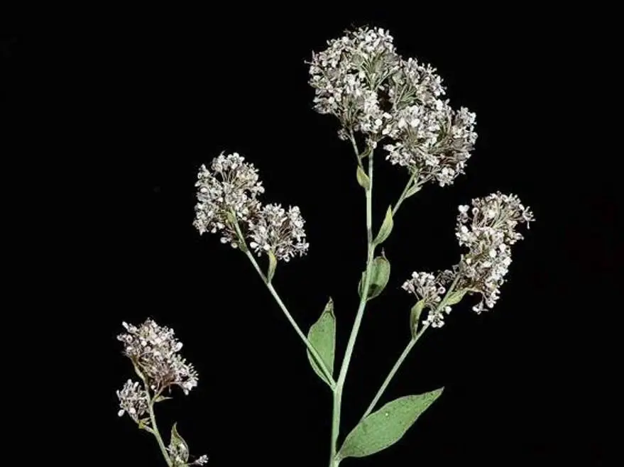 Lepidium-latifolium_perennial-pepperweed_JM-DiTomaso.jpg