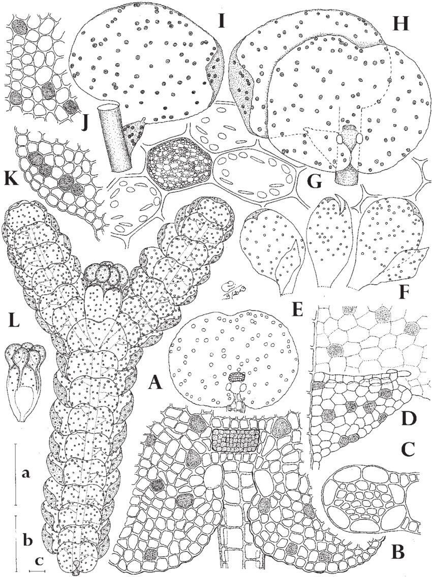 Lepidolejeunea-auriculata-sp-nov-with-ocelli-indicated-as-circles-A-E-F-or.png