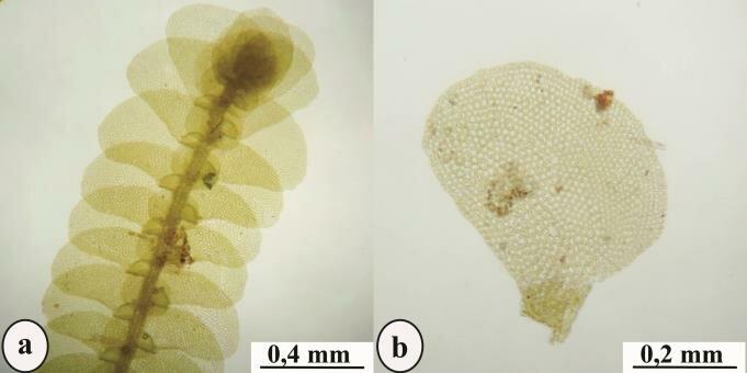 Lepidolejeunea-bidentula-A-Habit-B-Lateral-leaf-C-Leaf-cells-D-Underleaf.jpg