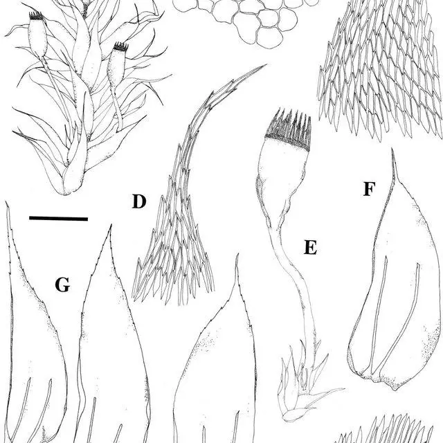 Lepidopilidium-furcatum-Thwaites-Mitt-Broth-A-Habit-with-sporophytes-B_Q640.jpg