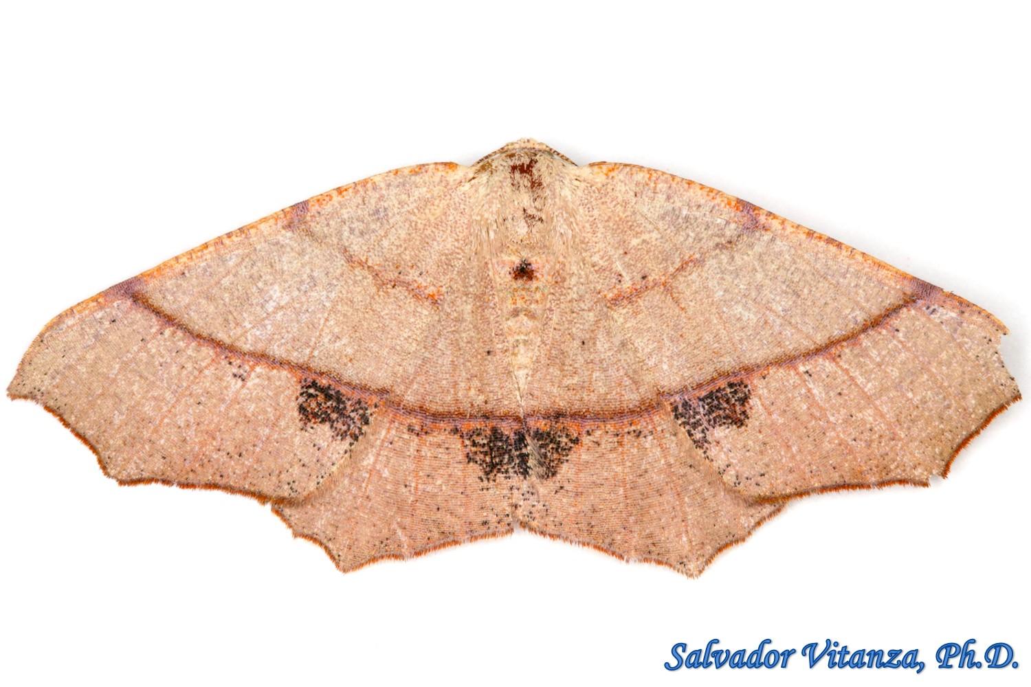 Lepidoptera-Geometridae-Besma-rubritincta-Geometrid-Moths-A.jpg