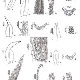 Leptodontium-flexifolium-Dicks-ex-With-Hampe-in-Lindb-A-B-Leaves-C-Leaf-apex-D_Q320.jpg