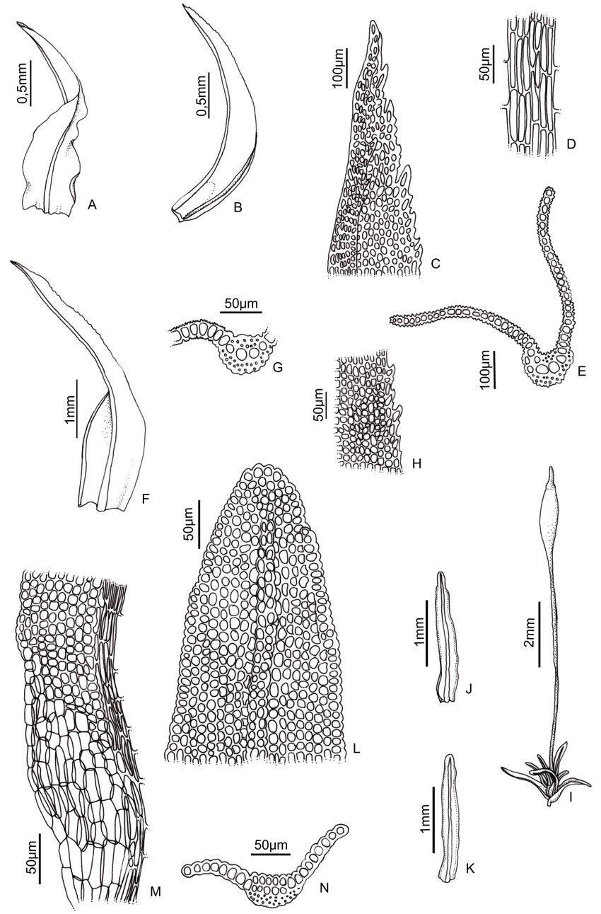 Leptodontium-viticulosoides-P-Beauv-Wijk-Margad-A-B-Leaves-C-D-Leaf-apex-E.png