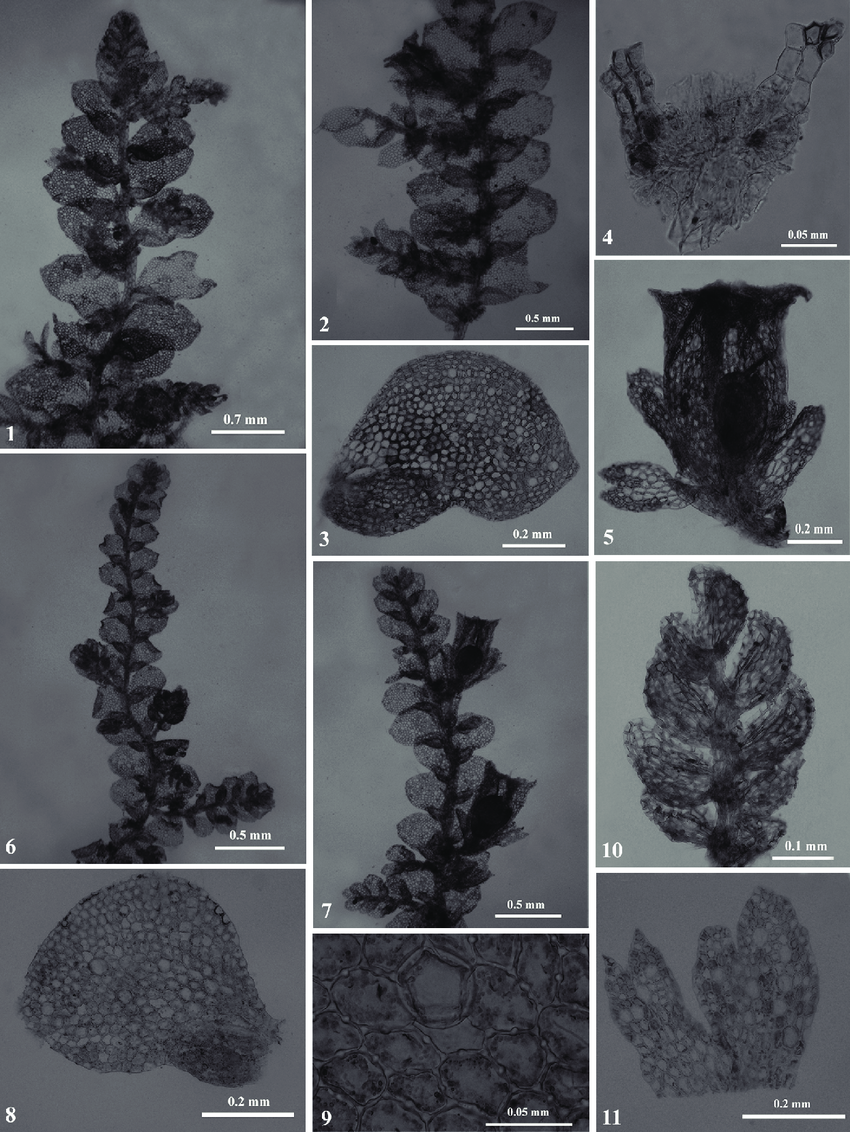 Leptolejeunea-mirikana-M-Dey-DK-Singh-1-A-portion-of-male-plant-in-ventral-view.png