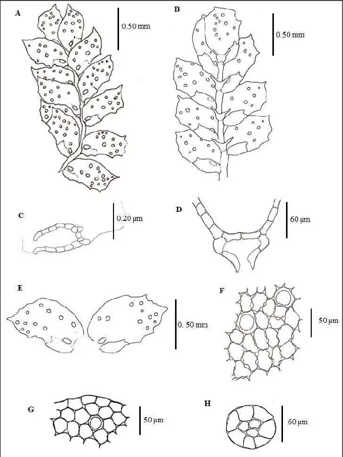 Leptolejeunea-subdentata-A-B-dorsal-view-of-the-plant-C-D-ocelli-of-leaf-lobe-E.png