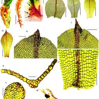 Leptophascum-leptophyllum-MuellHal-JGuerra-MJCano-A-dry-plant-B-wet-plant_Q320.jpg