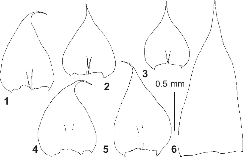 Leptopterigynandrum-decolor-Mitt-Fleisch-from-Russia-Altai-Ignatov-36-272-MHA.png