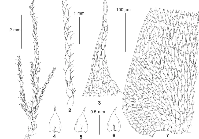 Leptopterigynandrum-tenellum-Broth-from-Russia-Altai-Ignatov-8-159-MHA-1-2habit.png