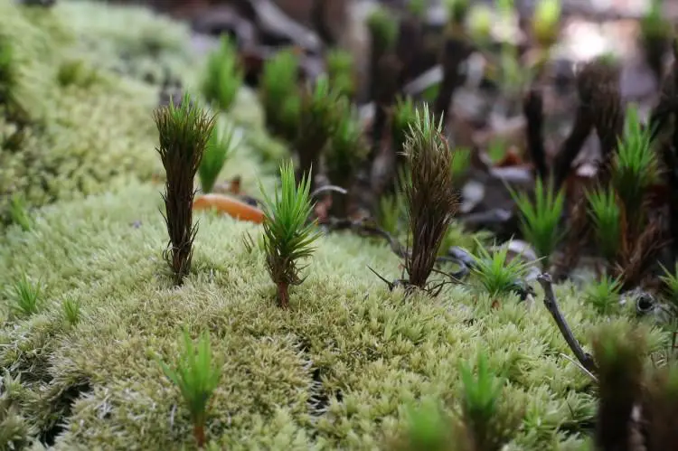 Leucobryum-glaucum-7-750x499.jpg