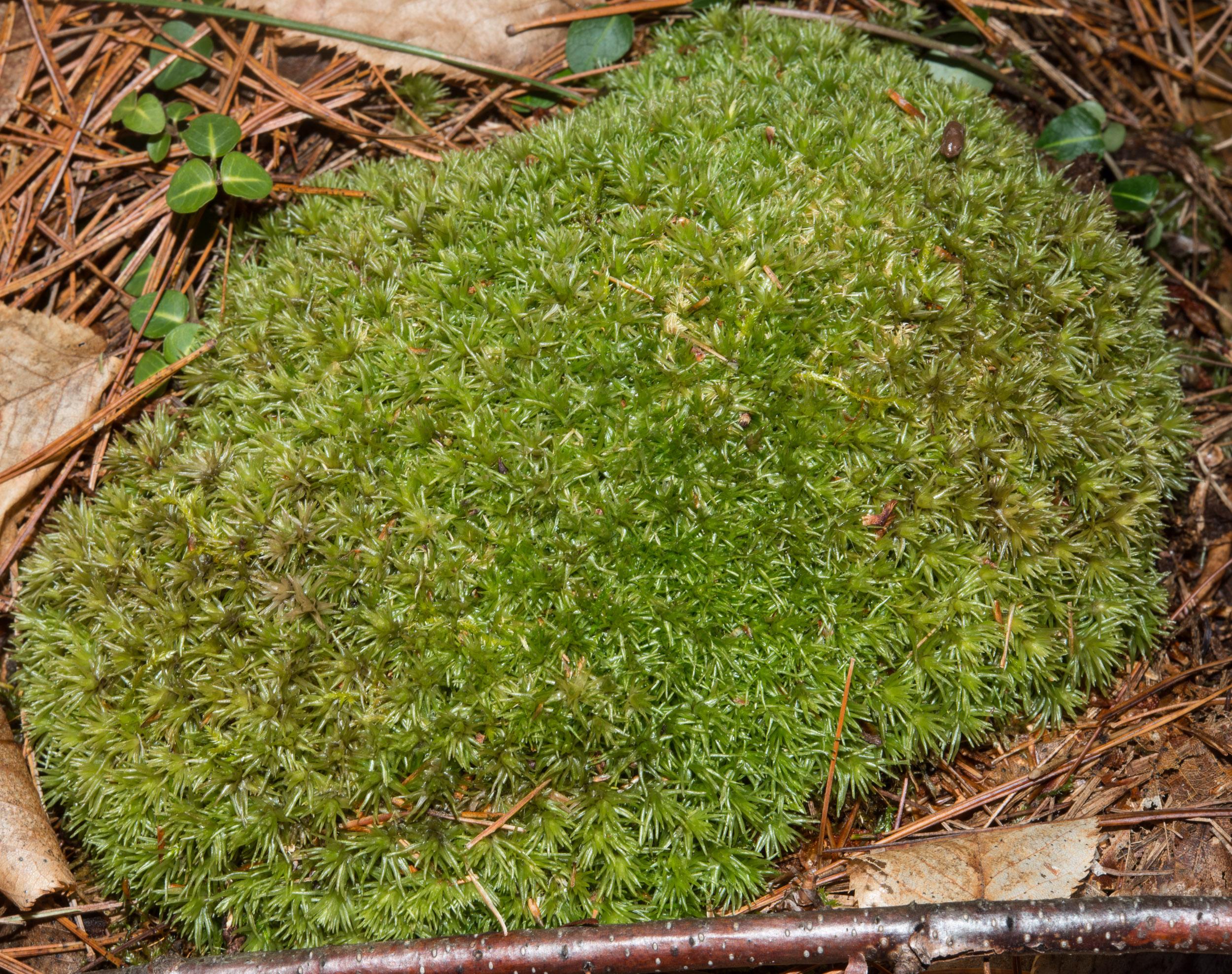 Leucobryum_glaucum-180D84710E.jpg