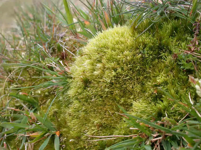 Leucobryum_glaucum_008.JPG