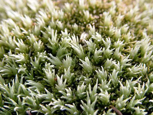 Leucobryum_glaucum_018.jpg