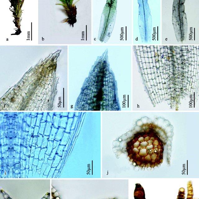 Leucophanes-octoblepharioides-Brid-a-dry-plant-b-wet-plant-c-e-leaves-f-g-leaf_Q640.jpg