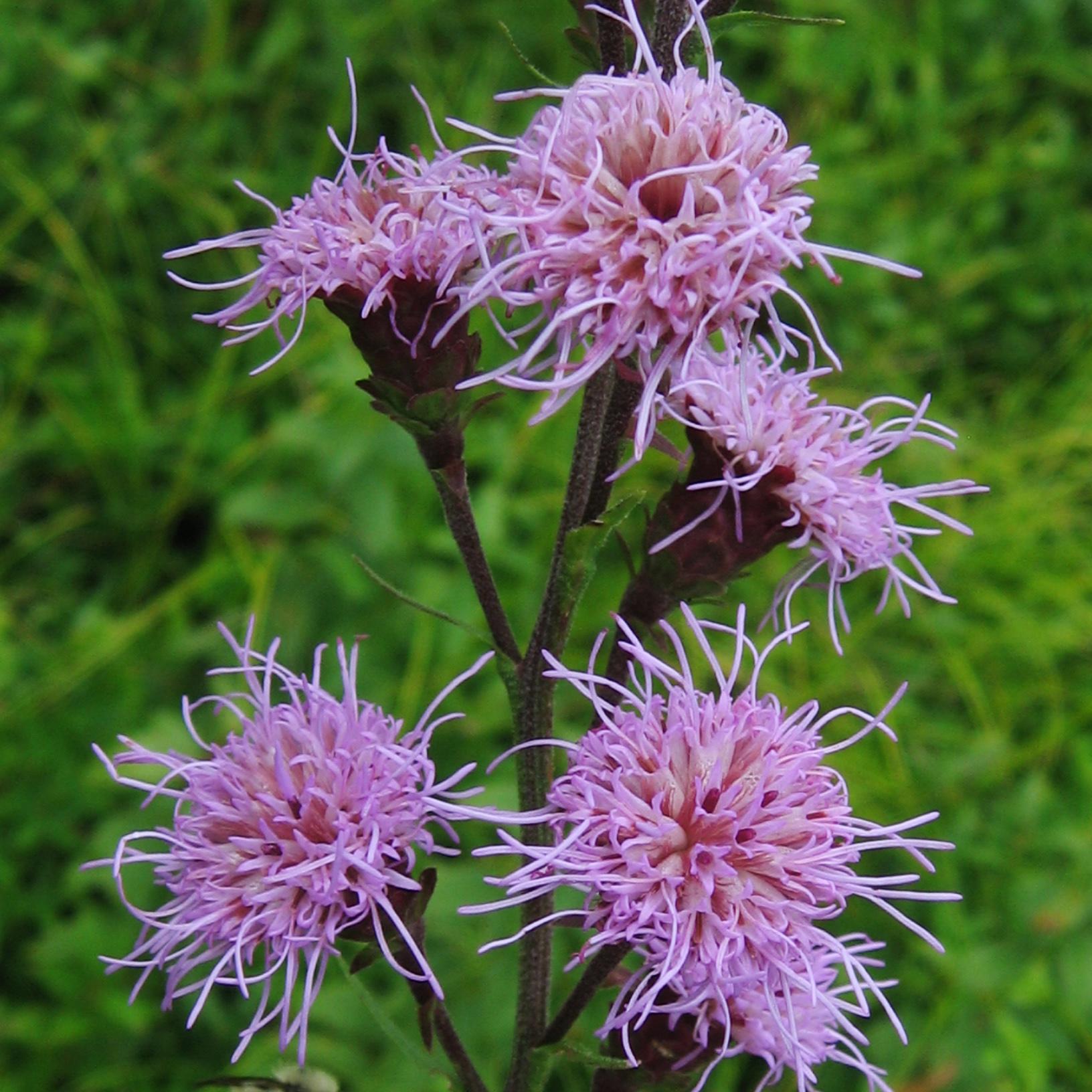 Liatris-n.a.-var.-novae-angliae-2.jpg