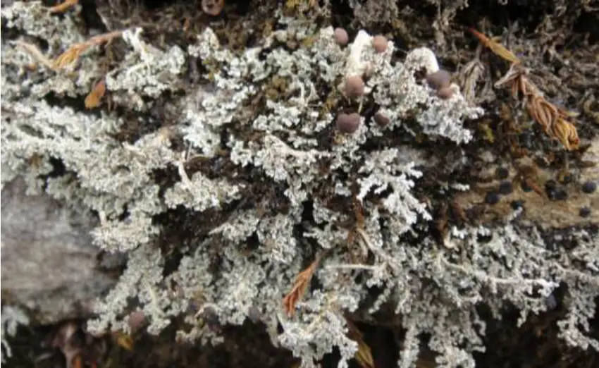 Lichen-Stereocaulon-foliolosum-growing-along-with-moss-Racomitrium-subsecundum.png