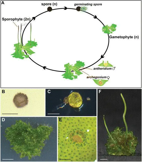 Life-cycle-of-the-hornwort-Anthoceros-agrestis-The-life-cycle-of-A-agrestis-A-starts.png